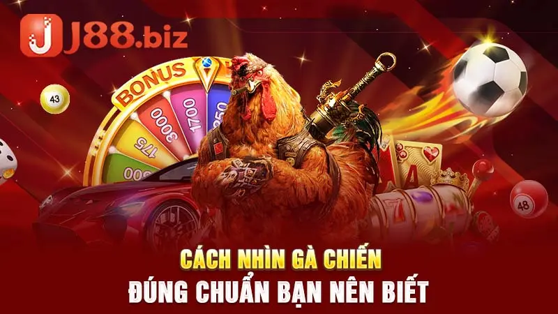 Cách nhìn gà chiến đúng chuẩn bạn nên biết