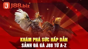 Khám Phá Sức Hấp Dẫn Sảnh Đá Gà J88 Từ A-Z